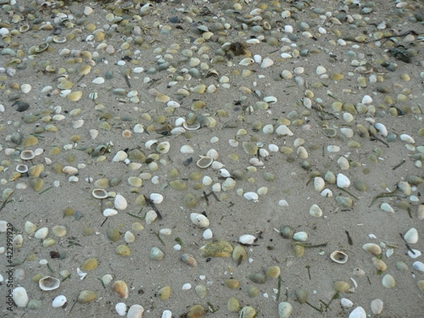 Fototapeta Zoom sur sable gris parsemé de coquillages blancs bivalves avec traces de mousse verte