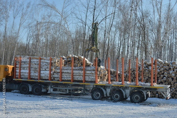 Obraz logger in the winter forest