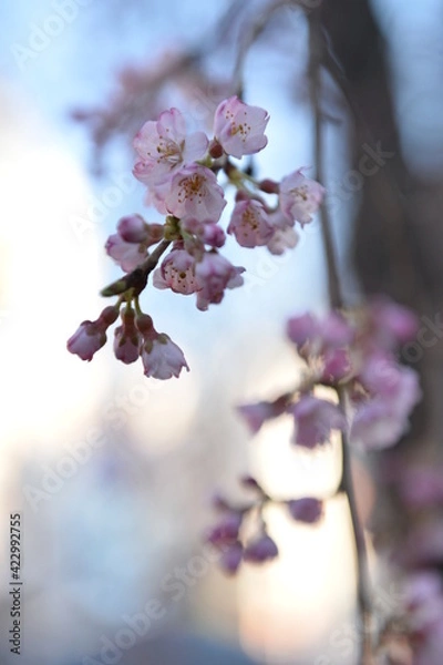 Obraz Spring cherry blossom in Tokyo