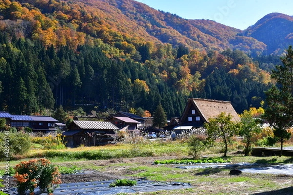 Fototapeta 世界遺産白川郷合掌造り集落