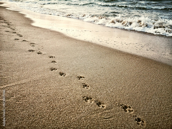 Obraz traces of a dog on a beach