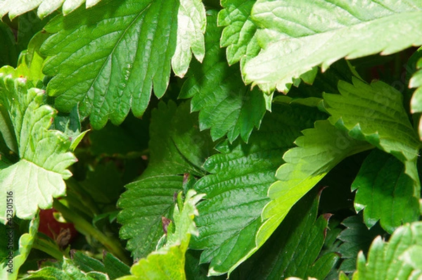 Obraz Erdbeerpflanze