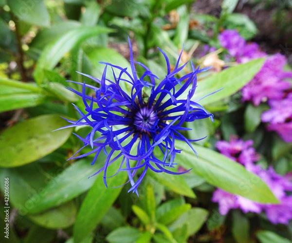 Obraz blaue blumen auf der wiese