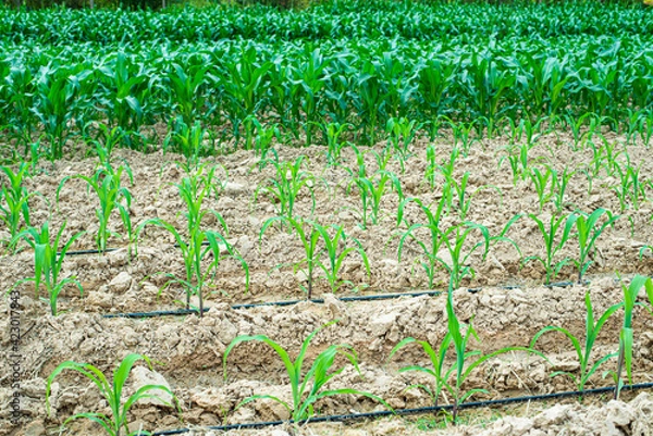 Obraz Corn plants of three sizes were growing beautifully.concept The popular  of agronomy is grown for consumption and raising animals.