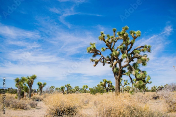 Obraz Joshua tree in the desert
