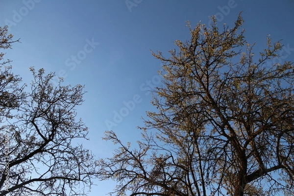 Fototapeta trees and sky