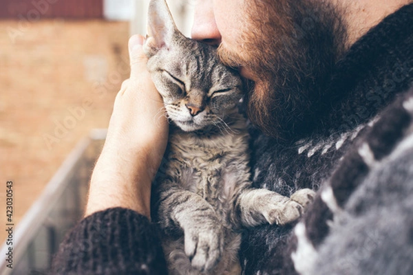 Obraz Close up portrait of a beard man and affectionate Devon Rex cat with closed eyes. Guy is kissing, hugging and cuddling his purring kitty. Feline likes attention and snuggling. Lifestyle photo