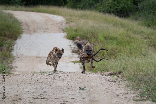 Fototapeta Spotted Hyena feeding on an Impala on a safari in South Africa