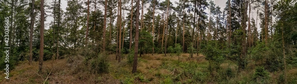 Fototapeta walk in the forest