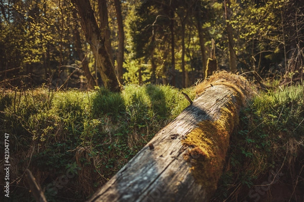 Obraz Green spring forest