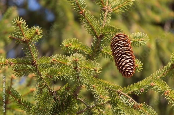 Obraz Pine Cone Hanging On A Pine Tree