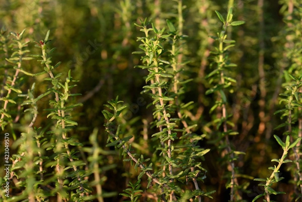 Fototapeta thym citron