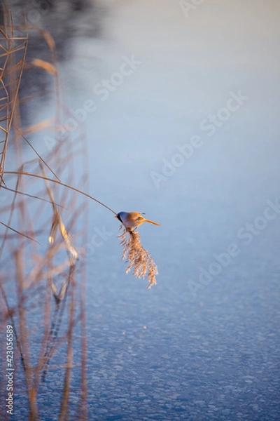 Fototapeta Eisvogel