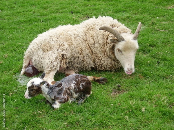 Obraz Soay lamb born Easter Day; cord has broken, lamb sits up
