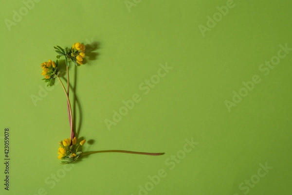 Obraz This is a greeting card with yellow flowers on a green background.