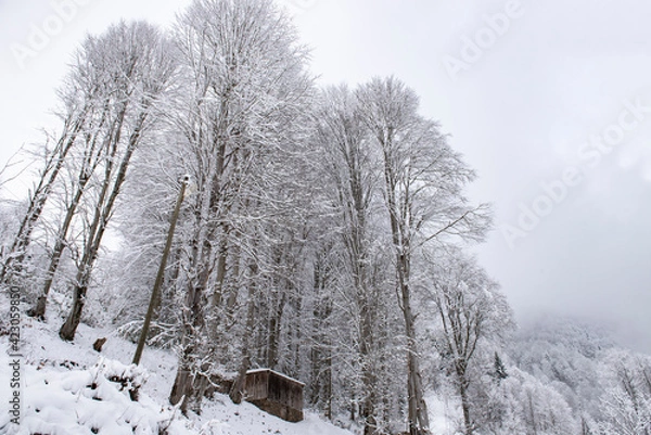 Obraz snow covered trees