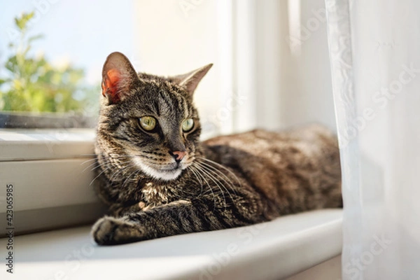 Fototapeta Gray brown tabby cat relaxing on window sill ledge, sun shines to him, closeup detail