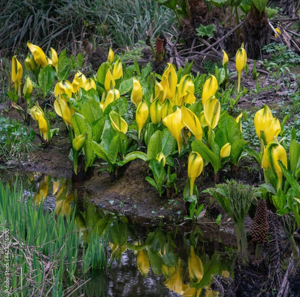 Obraz American skunk cabbage blossoms in spring