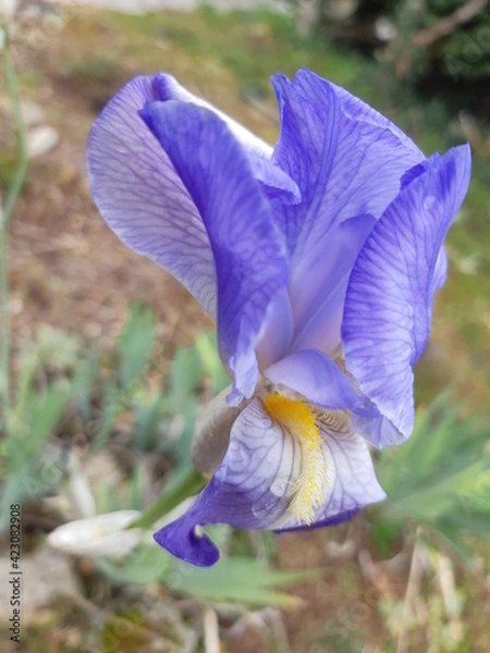 Obraz blue iris flower