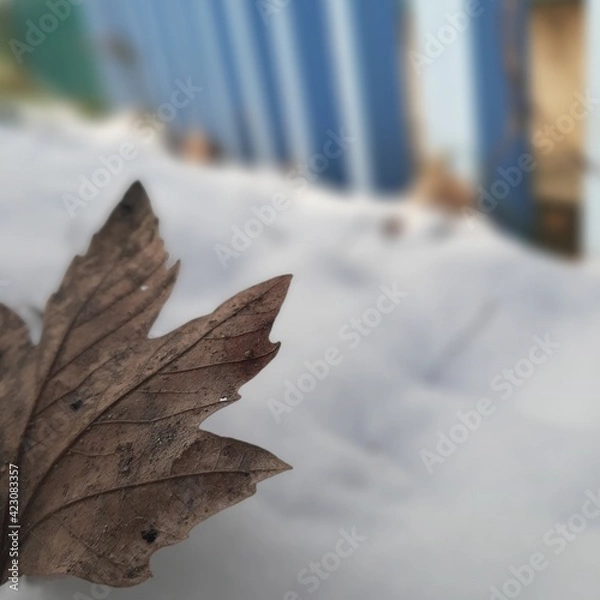 Fototapeta leaf in snow