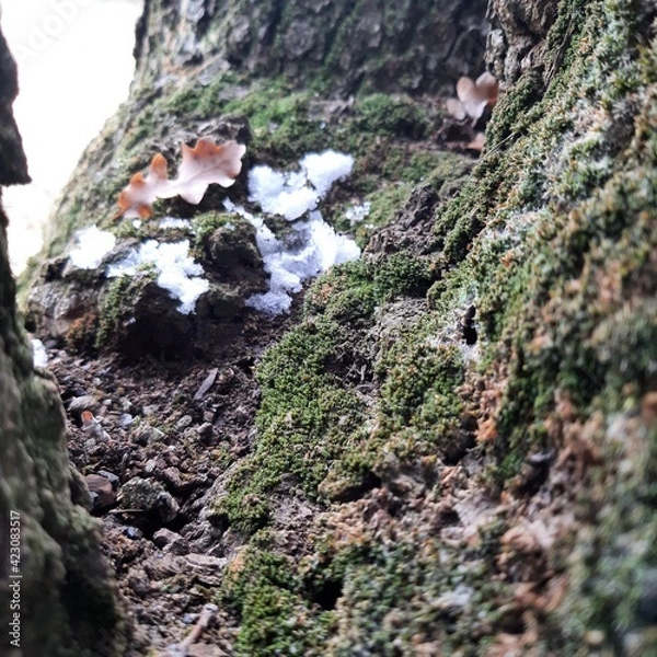 Fototapeta moss on tree