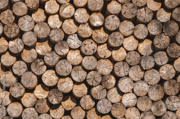 Obraz Stacked timber wood logs, abstract firewood background pattern