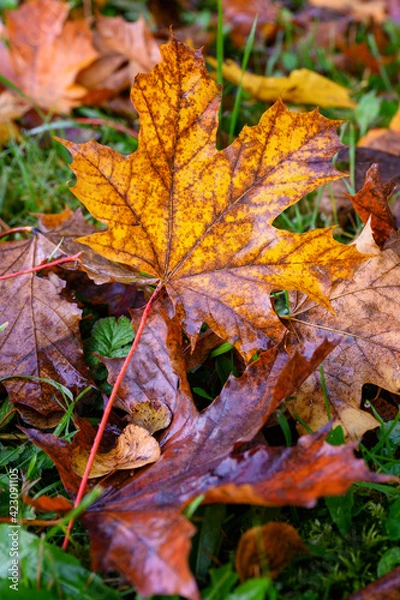 Fototapeta Colorfully colored maple leaves in autumn.