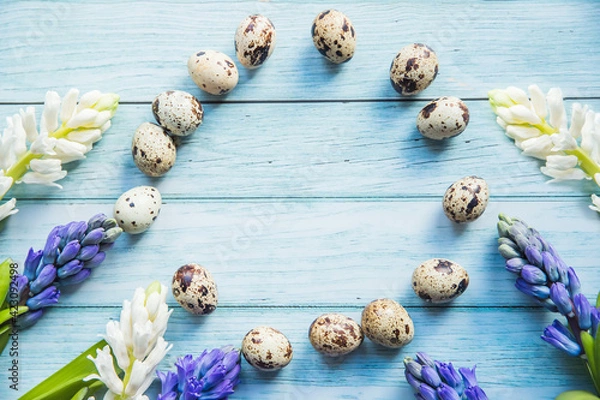 Fototapeta easter quail eggs in a circle and spring- blooming hyacinths on a blue wooden background