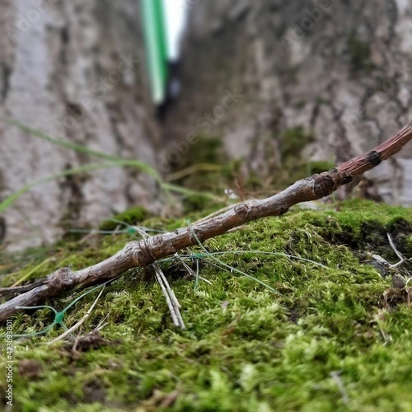 Fototapeta moss on tree