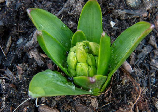 Obraz Spring is coming