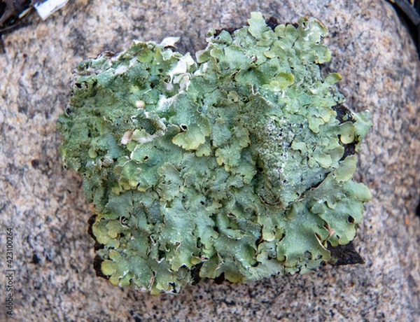 Obraz Spring is coming