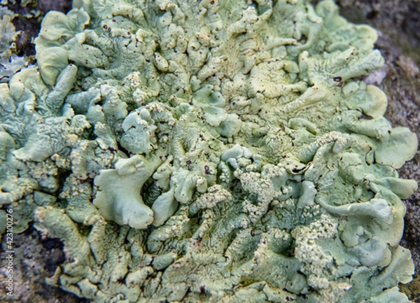 Obraz Spring is coming