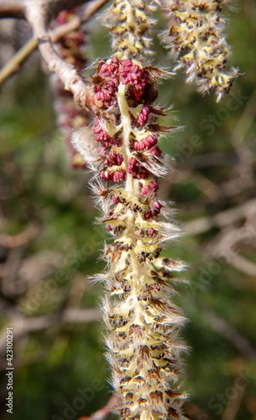 Obraz Spring is coming