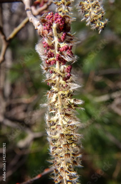 Obraz Spring is coming