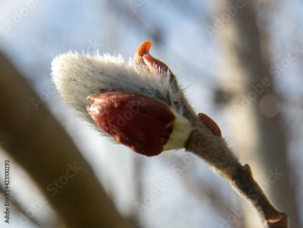 Obraz Spring is coming