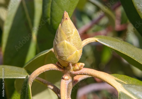 Obraz Spring is coming