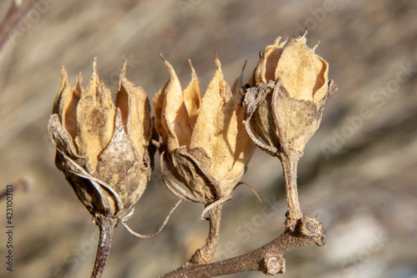 Obraz Spring is coming