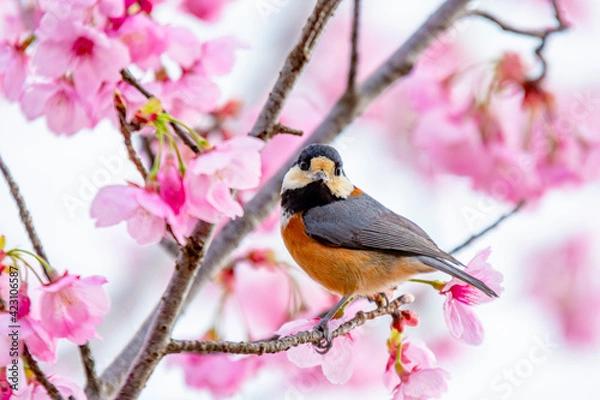 Obraz ヤマガラと桜