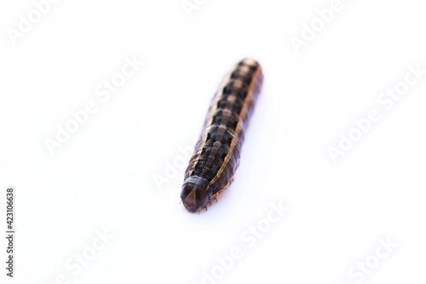 Fototapeta A close up shot of an armyworm larva on white background, Queensland, Australia.
