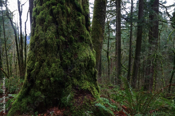 Fototapeta Moss Covered tree