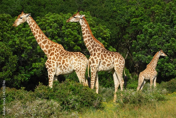 Obraz Giraffes herd
