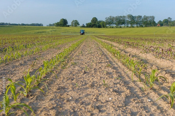 Obraz Désherbage sur maïs au stade prélevée