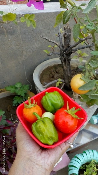 Obraz vegetables in a basket