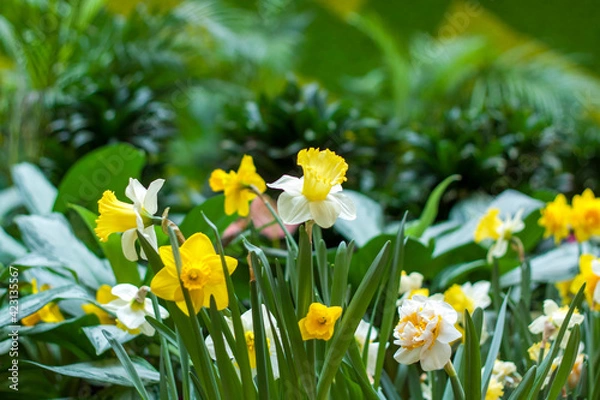 Fototapeta A flower bed with yellow daffodils blooming in the spring garden. In the spring, daffodils of various types bloom in the garden. A blooming daffodil. Blooming daffodils in spring.
