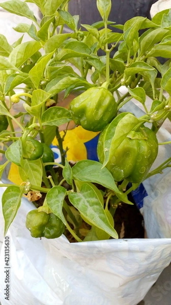 Obraz Vegetable in growbag