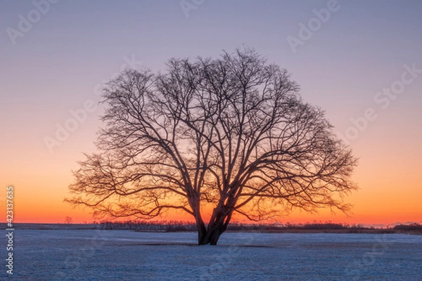 Obraz 冬の豊頃町 朝焼け空とハルニレの木
