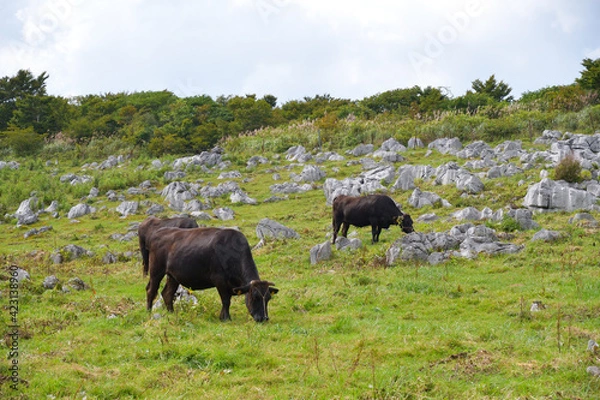 Fototapeta 姫鶴牧場