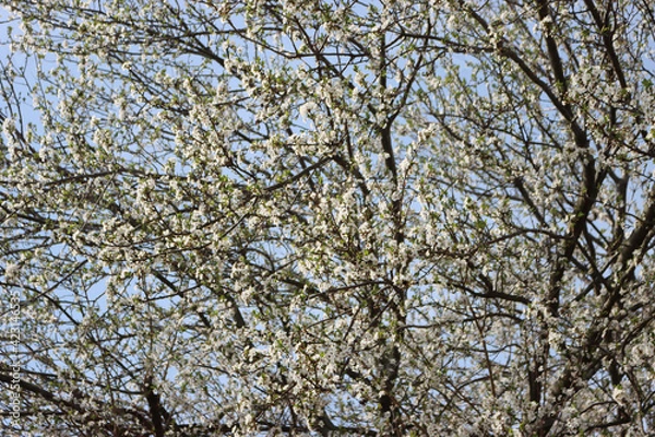 Fototapeta Prunus spinosa in bloom on springtime. Blackthorn tree with beautiful white flowers