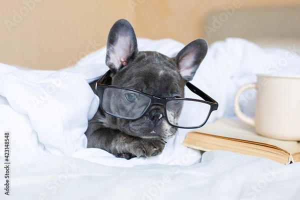 Fototapeta A French bulldog puppy with glasses is lying at home on the bed under the blanket with a book