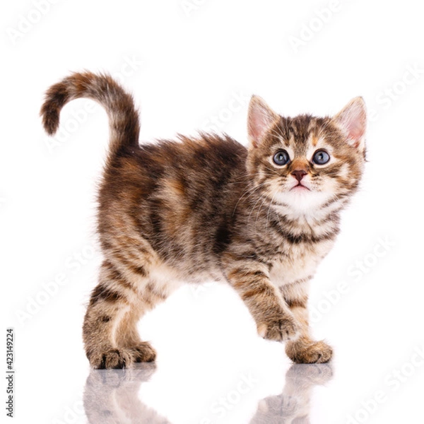 Fototapeta Tricolor cat in front of white background.